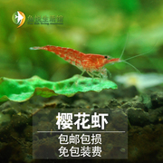 樱花虾公母虾繁殖除藻虾观赏虾草缸宠物活体小虾包损北京