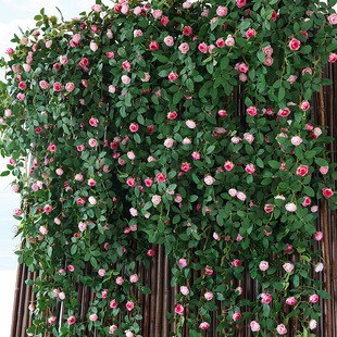 仿真玫瑰花藤条塑料假花藤蔓，植物空调管道装饰花，遮挡摆设吊顶墙面