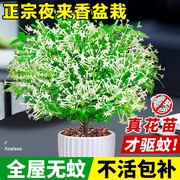 夜来香花树苗夜来香盆栽花卉植物室内驱蚊花苗浓香四季开花吸甲醛