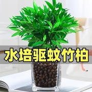 水培驱蚊竹富贵竹水养植物竹柏办公室内好养绿植花卉盆栽四季常青