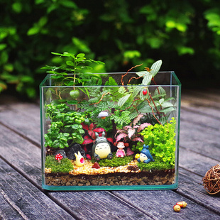 微景观生态缸苔藓植物盆景，植物室内迷你创意盆栽绿植龙猫摆件礼物