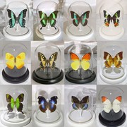 真蝴蝶标本昆虫标本玻璃罩，防尘罩摆件生日礼物水晶球，永生花工艺品