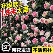 藤本月季爬藤大苗蔷薇花苗特大玫瑰花树苗庭院植物四季开花卉盆栽