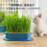 猫草盆栽懒人无土水培种植盒猫草盆小麦种子培育盘杯套装