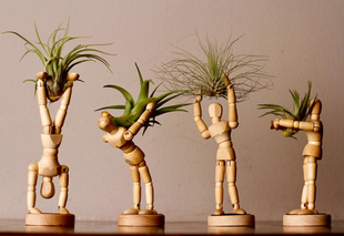 空气凤梨创意绿植实木花盆花托，木人模型关节木偶人桌面摆件