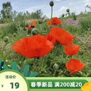 红色虞美人种子单色花，种子园林景观工程绿化花卉，种子耐寒花种子