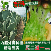 新鲜墨西哥米邦塔食用仙人掌绿色，多肉植物盆栽药用美容院外敷内服