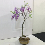 紫藤花树苗爬藤植物庭院围墙四季开花盆栽花苗绿植花卉藤蔓紫藤萝