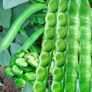 特大蚕豆种子春秋季北斗七星，种籽高产早熟农家，罗汉豆四季蔬菜种孑