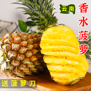 云南香水菠萝9斤应当季水果新鲜手撕凤梨小波罗大果整箱