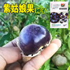 瑞蔬紫姑娘果种子大果紫黑甜菇娘灯笼果种籽粒粒甜东北水果种子