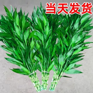 富贵竹水养基地直发水培植物转运竹绿植盆景带根四季水养插鲜花瓶