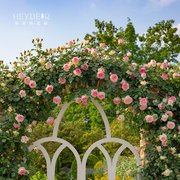 海蒂的花园龙沙宝石月季花苗鲜花盆栽阳台庭院爬墙藤本花卉植物苗