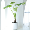 大型滴水观音绿植大叶海芋象耳芋，北欧造型观叶植物室内客厅盆栽