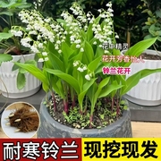 铃兰花苗带芽带根盆栽植物种球耐寒室内外花卉绿植四季开玲郁金香