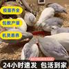 网红芦丁鸡活物宠物鸡活体全色系家养40到60天宠物青年活鸡发