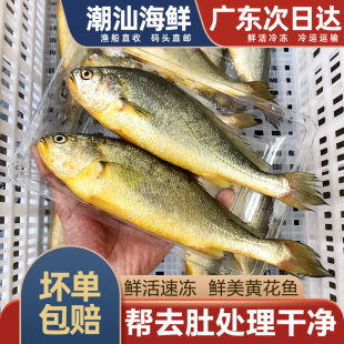 黄花鱼鲜活冷冻海鱼广东潮汕海鲜水产生鲜1斤2条黄瓜鱼新鲜大黄鱼