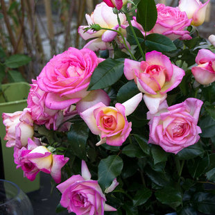 小鼹鼠园艺家甜蜜喜悦南特香水月季花苗香味出众复色大花玫瑰
