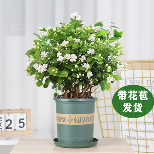 茉莉花苗盆栽带花苞栀子花卉，植物室内绿植九里香，浓香四季开花好养