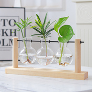 水培植物玻璃花瓶摆件客厅桌面插花水养花卉绿植容器水生盆栽器皿