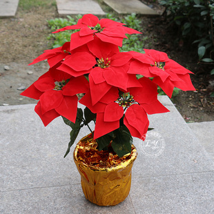 圣诞花一品红仿真花卉绢花，假花圣诞红一片红庆典装饰盆栽工程花