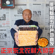 大碴子东北农家自产黑龙江特产玉米渣子粥，大粒牛粪肥种植5斤