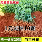 蔷薇花苗爬藤月季四季开花藤本月季花苗耐寒耐热庭院爬墙植物小苗