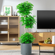 幸福树造型绿宝盆栽绿色植物客厅，室内大型绿植，办公室乔迁新居好养