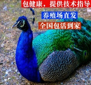 蓝白花孔雀苗崽活体宠物鸟一对观赏鸟包活