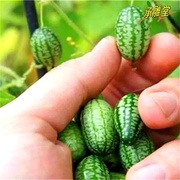 有机拇指西瓜种子迷你小西瓜种籽蔬菜水果种子四季蔬菜庭院