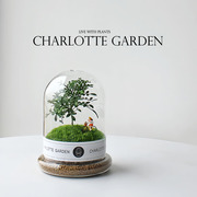 夏洛特花园 创意绿植 苔藓微景观 室内办公室盆栽 生日 企业礼物