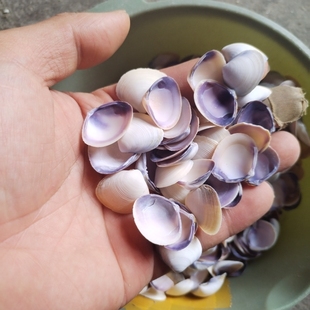 天然紫色小贝壳 儿童幼儿园手工diy贝壳画漂流瓶许愿星空瓶材料包