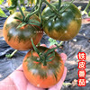 铁皮番茄种子 东北老品种草莓柿子籽 嘎啦果西红柿 高产四季菜种