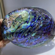 炫彩蓝绿炫紫色鲍鱼，贝壳收藏摆件装饰抛光贝壳大贝壳黑金鲍