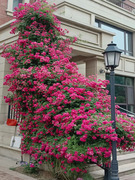 红色荷花蔷薇花大苗四季甜蜜红木香爬藤阳台庭院花卉爬墙花植物