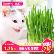猫草无土盆栽化毛草已种小麦好种种子懒人非子有机猫咪零食品种孑