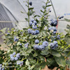 蓝莓苗南高丛系列，专属南方不用冷空气可结果，带土带叶13年老店