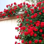 爬藤蔷薇花种子玫瑰花种子四季室内盆栽易种花卉庭院阳台月季花籽