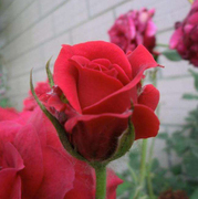 居家庭院种植盆栽大花月季，花苗玫瑰花苗红玫瑰花，卡罗拉开花赛牡丹
