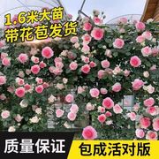 藤本月季花苗特大花浓香庭院，植物室内花卉盆栽，玫瑰爬藤蔷薇四季开