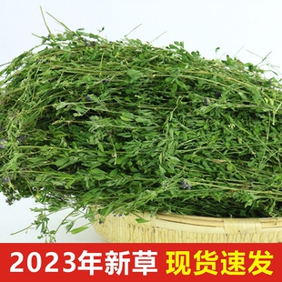 紫花苜蓿草干草幼兔兔粮新鲜干草兔子龙猫荷兰猪，粮食饲料食物1kg