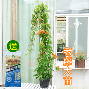 炮仗花爬藤植物鞭炮花苗四季开花凌霄花庭院围墙牵藤攀爬花卉易活