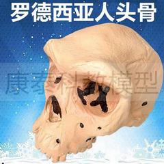 罗德西亚人头骨模型古代人类骨髅头考古J研究美术艺用仿真人种影