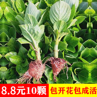 无尽夏四季(夏四季)开花盆栽花卉，植物室内花