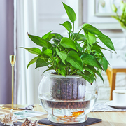 绿萝水培花盆玻璃器皿透明花瓶鱼花共养圆球形吊兰白掌水养容器