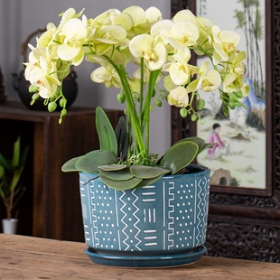 花盆陶瓷欧式特大号带托盘创意，绿萝吊兰盆栽简约家用花盆