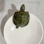 宠物乌龟 巴西龟 户外养殖 清缸能手