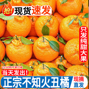 四川不知火丑橘10斤新鲜水果耙耙桔柑，粑粑当季丑八怪橘子整箱