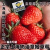 贝塔果果现新鲜水果，本地章姬奶油草莓礼盒装，非丹东99红颜上海