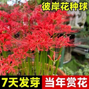 彼岸花种球曼珠沙华盆栽红花换锦石蒜大种球阳台花卉晚香玉鲜花